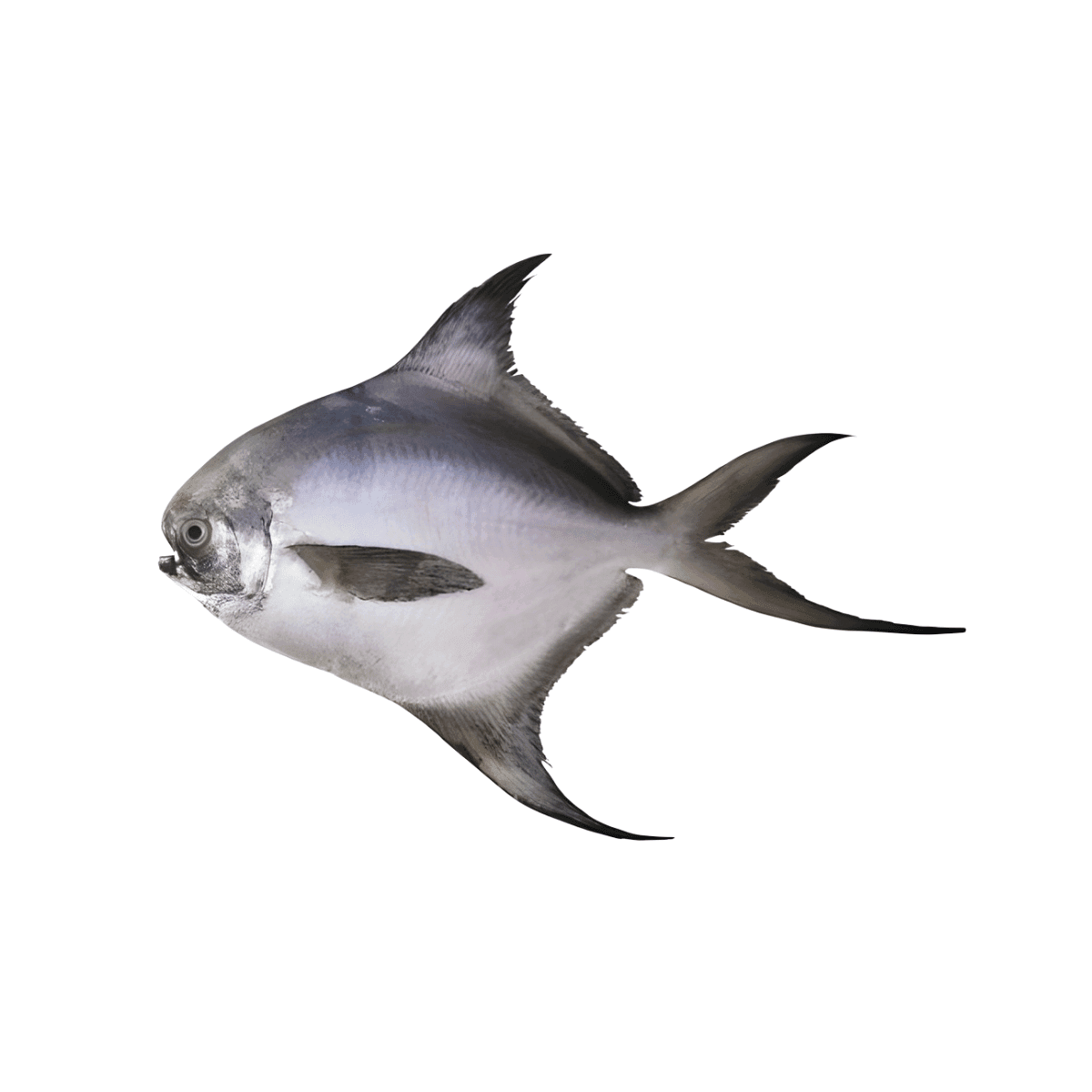 Silver Pomfret