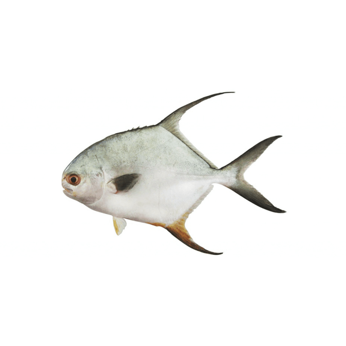 Snub-nose Pompano