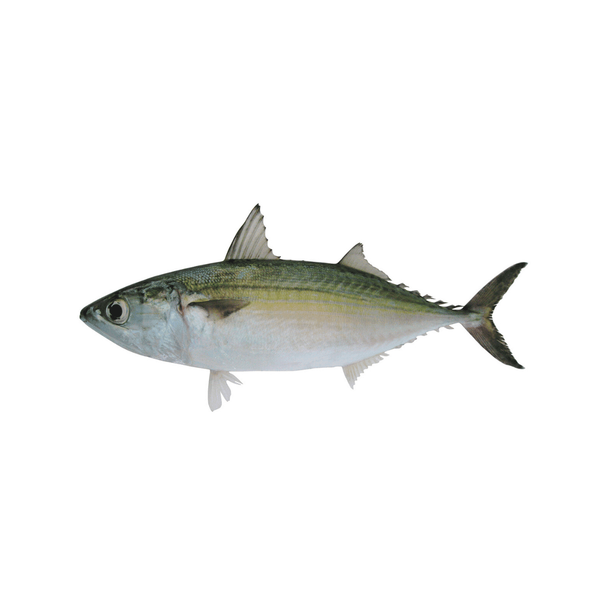 Indian Mackerel